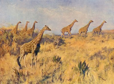 Bir Zürafa Birliği (renkli taş) by Arthur Wardle