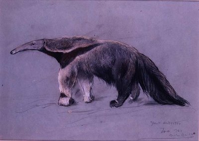 Büyük Karıncayiyen by Arthur Wardle