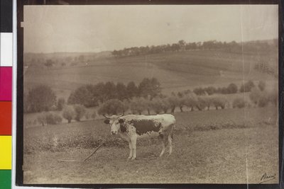 İnek - kedi balığı pinto by Artist Unknown