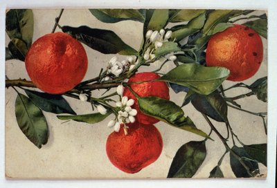 Portakallar, kartpostal by Artist Unknown