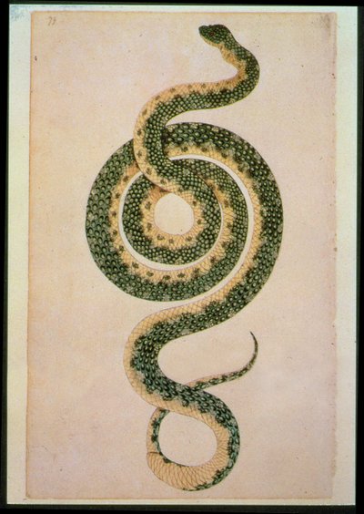 Yılan (gravür) by Artist Unknown