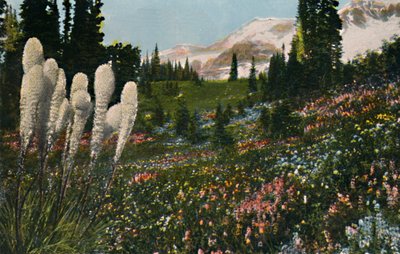Rainier Dağı Milli Parkı