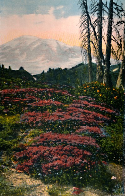 Mor Heather, Rainier Dağı Milli Parkı