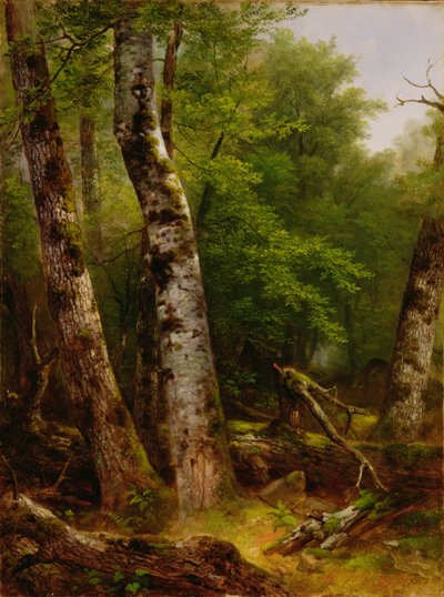 Huş Ağacı ve Akçaağaç, 1855 by Asher Brown Durand