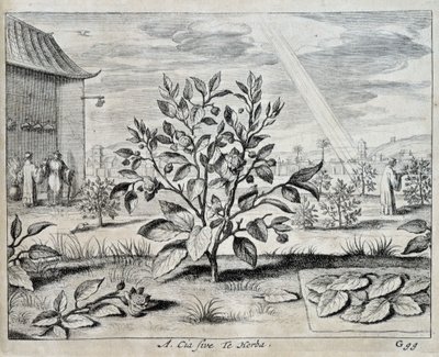 Le kamelya - Athanase Kircher (veya Athanasius Kircheri) tarafından “” Çin” de by Athanasius Kircher