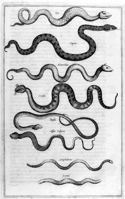 Yılanlar, 1675. by Athanasius Kircher