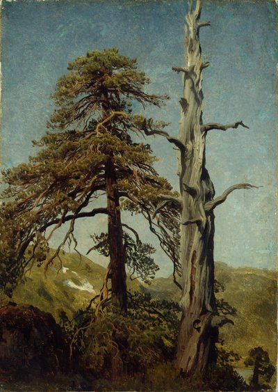 Ağaçların İncelenmesi by August Cappelen