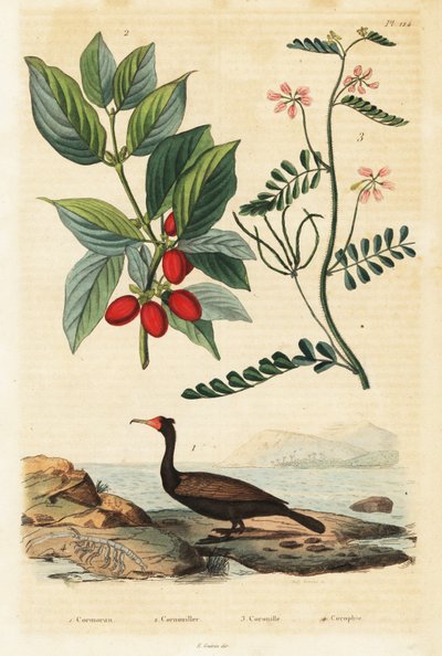 Karabatak, Kızılcık ve akrep fiğ.,1834-1839 (gravür) by Auguste Dumenil