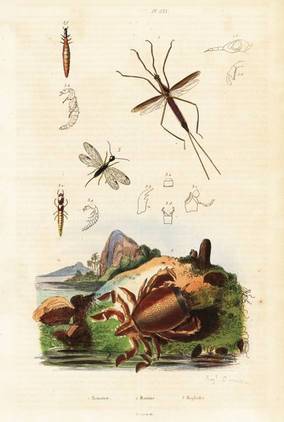 Kırmızı kurbağa yengeç, yılan sineği ve su böceği. by Auguste Dumenil