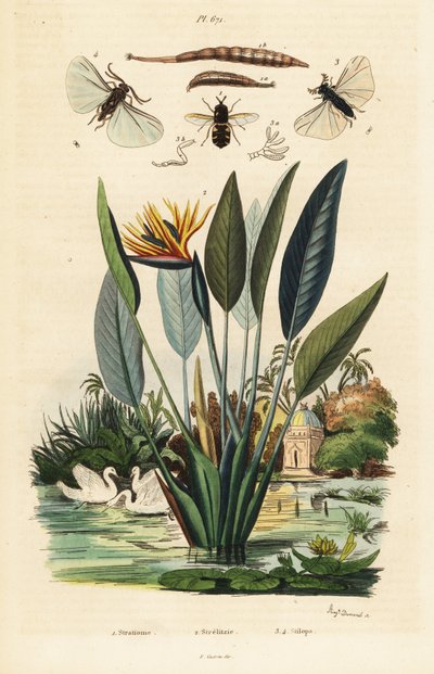 Soldierfly, turna çiçeği ve ,1834-1839 (gravür) by Auguste Dumenil