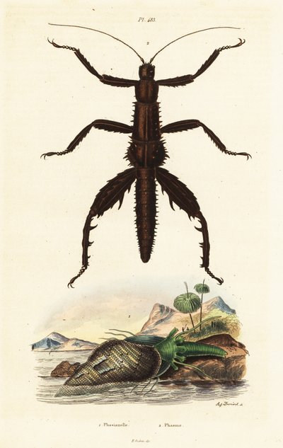 Dikenli şeytan baston ve Avustralya sülün kabuğu. by Auguste Dumenil