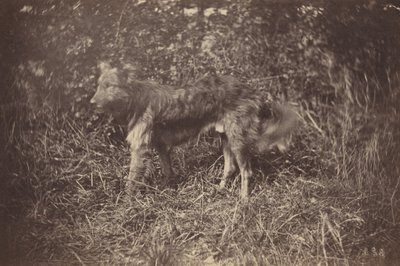 Bir Köpek Çalışması, 1870