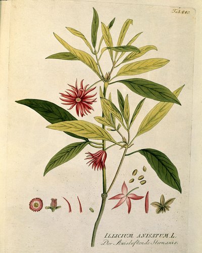 Botanik: “” Anason yıldızı”” (Illicium anisatum) Joseph Jacobi Plenck (1735-1807) 1788-1803 Özel koleksiyon by Austrian School