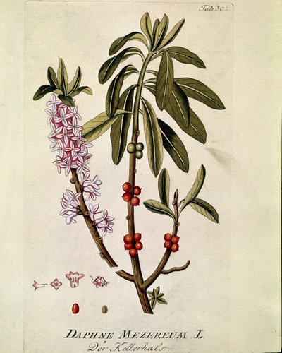 Botanik: ""Bois-joli"" (Bois joli) (veya Bois-gentil, Bois gentile) (Daphne mezereum) Joseph Jacobi Plenck (1735-1807) 1788-1803 tarafından "Medicinalium secundum Linnaei digestarum""dan alınan tahta by Austrian School