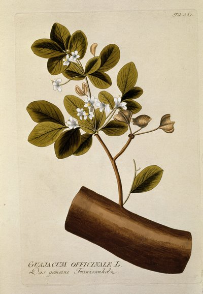 Botanik: Joseph Jacobi Plenck (1735-1807) 1788-1803 Özel koleksiyon by Austrian School