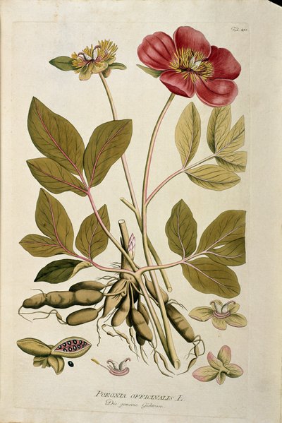 Botanik: “” Şakayık officinale”” (Poeonia officinalis) Joseph Jacobi Plenck (1735-1807) tarafından “Medicinalium secundum Linnaei digestarum”dan çizilmiş kalas 1788-1803 Özel koleksiyon by Austrian School