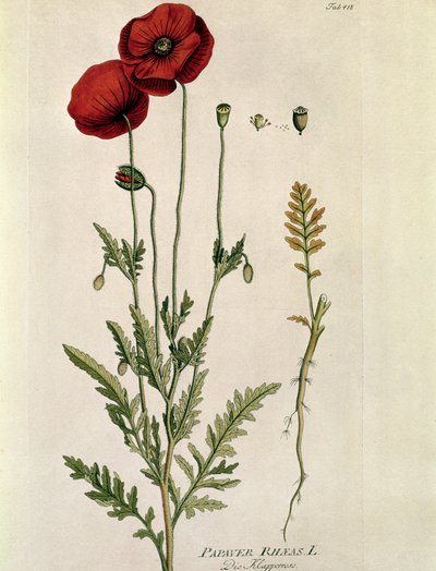 Botanik: Joseph Jacobi Plenck (1735-1807) 1788-1803 Özel koleksiyon tarafından "" Medicinalium secundum Linnaei Digestarumó'dan alınan ""Kırmızı Gelincik"" (Papaver rhaeas) Plaka by Austrian School
