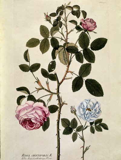 Botanik: Yüz yapraklı gül (Rosa centifolia) Joseph Jacobi Plenck (1735-1807) 1788-1803 Özel koleksiyon by Austrian School