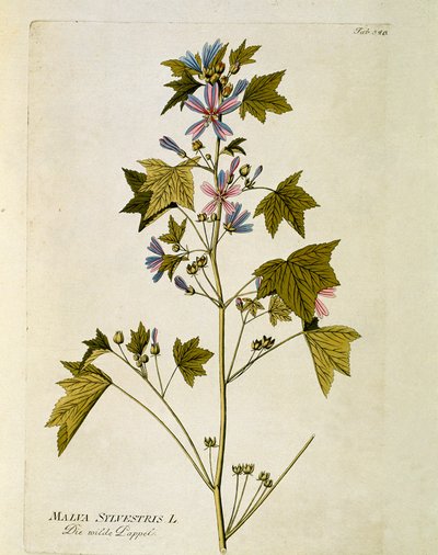 Botanik: “büyük mor”” (Malva sylvestris) Joseph Jacobi Plenck (1735-1807) 1788-1803 Özel koleksiyon by Austrian School