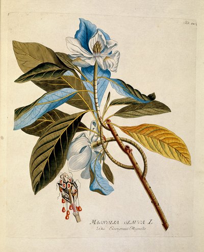 Botanik: “” manolya”” Joseph Jacobi Plenck (1735-1807) 1788-1803 Özel koleksiyon by Austrian School
