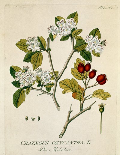 Botanik: “” dikenli aubepin”” (Crataegus oxycantha) Joseph Jacobi Plenck (1735-1807) 1788-1803 Özel koleksiyon by Austrian School