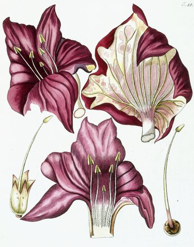 Şekil 18, "Collectanea for Botanica, Chemistry, and Natural History with Figures", 1786-1796 by Austrian School