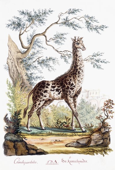 zürafa, 1794 by Austrian School