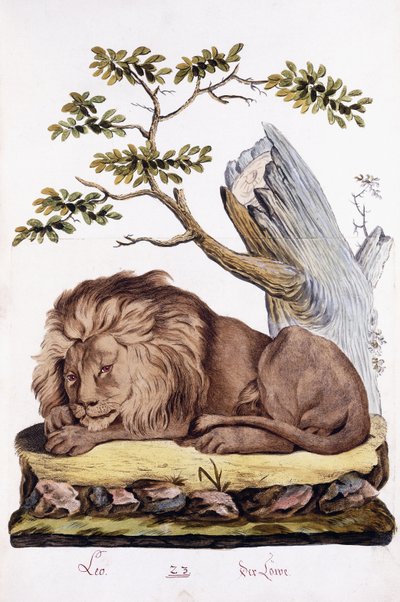 aslan, 1794 by Austrian School