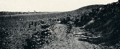 Cafezal, 1895 by Axel Frick
