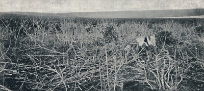 Manyok ekimi, 1895 by Axel Frick