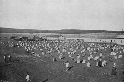 Terreiro para seccar o Cafe, Kahve Kurutma ve Paketleme, 1895 by Axel Frick