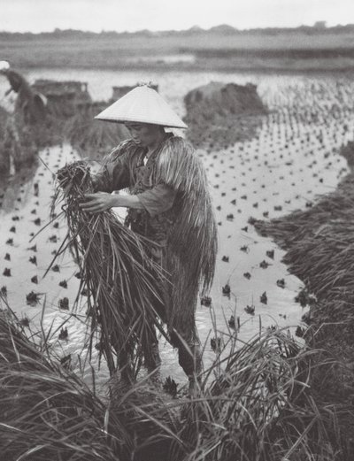 Japonya: Niigata yakınlarında pirinç hasadı (b/w fotoğraf) by Axel von Graefe