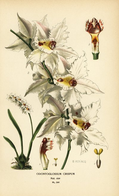 Oncidium alexandrae orkidesi, Odontoglossum crispum. Edward Step