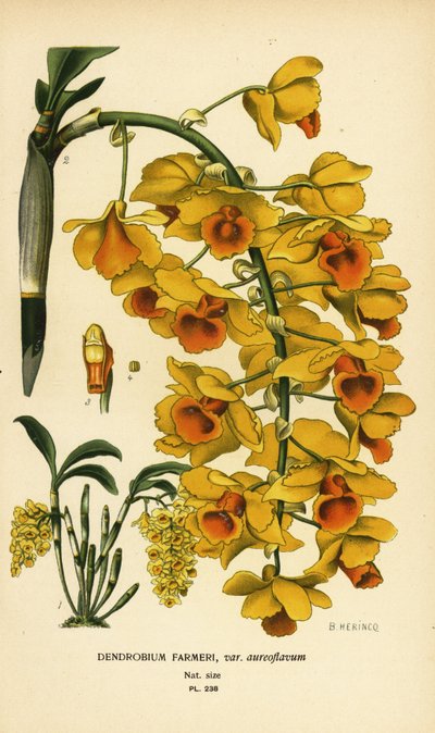 Shi hu shu orkidesi, Dendrobium farmeri var. aureoflavum. Edward Step