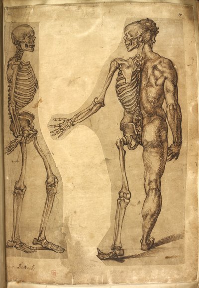Ekle. 5259, f.19, İnsan İskeleti ve yarım figür, 
