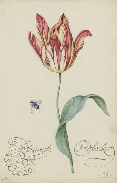 Lale ve Sinek Çalışması. 1620-29 by Balthasar van der Ast