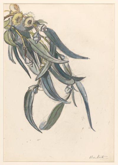 Bir okaliptüsün çiçekli dalı by Barbara Elisabeth van Houten