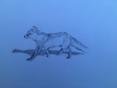 Tilki, 2018 by Barbara Hoogeweegen