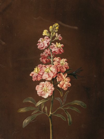 Yusufçuklu Pembe Bir Stok, by Barbara Regina Dietzsch