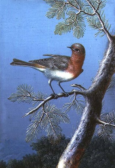 Bir Dalda Duran Robin by Barbara Regina Dietzsch