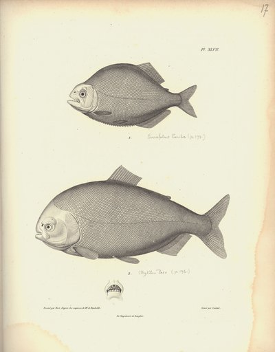 Characidae, Pl. XLVII, Nicola Huet (1770-1827) tarafından yapılan bir gravürden sonra Coutant tarafından oyulmuş çelik, Al. V. by Baron Friedrich Alexander von Humboldt