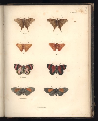 Lepidoptera, Pl. XXXVII, Al. V. Humboldt ve A. Bonplant, Paris, 1821 (renkli gravür) by Baron Friedrich Alexander von Humboldt