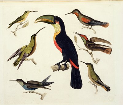 Toucan (ortada), Amazon, Brezilya, 