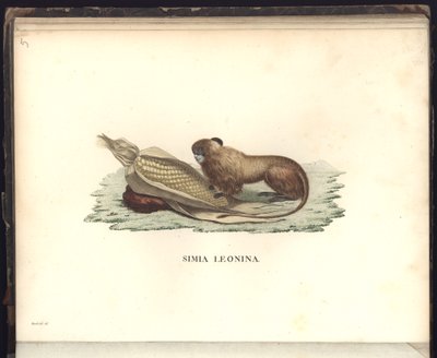 Simia leonina, Pl.V, 1799, 1800, 18 yıllarında yeni kıtanın tropik ülkelerine yapılan bir gezide toplanan zooloji ve karşılaştırmalı anatomiden gözlemler. by Baron Friedrich Alexander von Humboldt