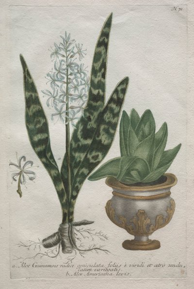 Aloe