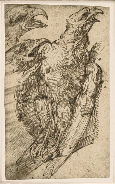 Bir kartalın incelenmesi by Bartolomeo Passarotti