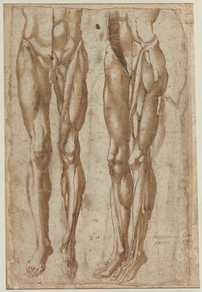 Derisi Yüzülmüş Bir Adamın İki Çalışması (rekto) by Bartolommeo da Arezzo