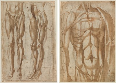 Derisi Yüzülmüş Bir Adamın İki Çalışması (rekto) Derisi Yüzülmüş Bir Gövdenin İncelenmesi (verso) by Bartolommeo da Arezzo