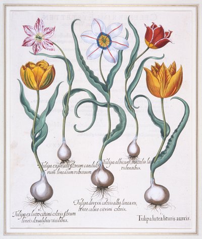 Tulip Lutea Lituris Aureis, Kırık sarı sylvestris tipi lale, 1613 by Basil Besler