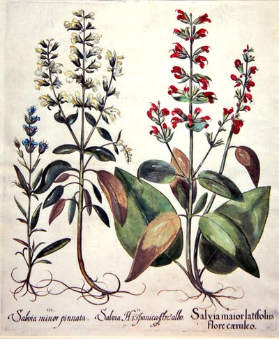 Salvia Türleri (el boyaması gravür) by Basilius (after) Besler